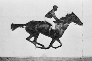 Black and white animation of a galloping horse with male jockey, made using photos by Muybridge in 1887.