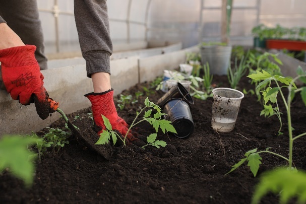 Photo of gardening tough with young tomato plants being planted