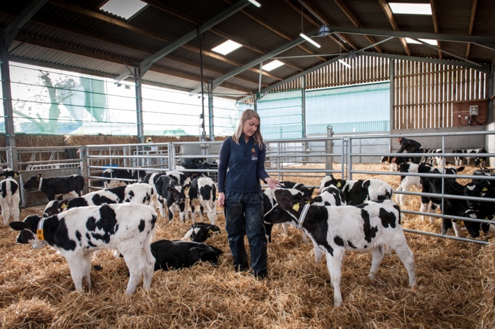 PhD graduate Emily bull in a barn with calves