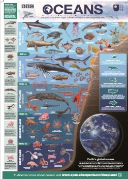 Infographic of Oceans poster from the Blue Planet II OU/BBC programme.