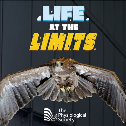poster for Life at the Limits A picture containing text, bird, bird of prey Description automatically generated